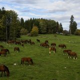 Les pâturages boisés - comme ici au Noirmont (JU) - résultent d’un équilibre fragile entre pression de la pâture et régénération des arbres, héritages des pratiques sylvo-pastorales traditionnelles, notent les auteurs de l'étude (archives). KEYSTONE/JEAN-CHRISTOPHE BOTT